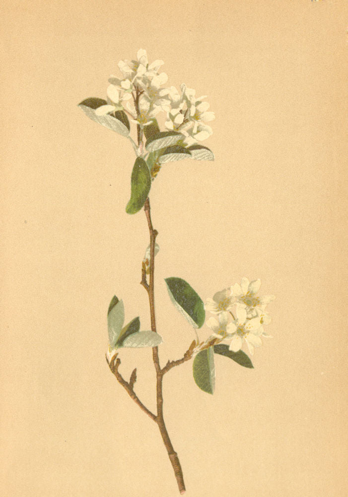 ALPENFLORA ALPINE FLOWERS. Amelanchier vulgaris Mönch-Felsenmispel 1897 print